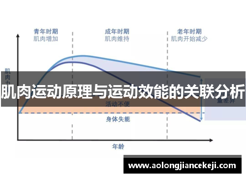 肌肉运动原理与运动效能的关联分析 肌肉运动原理与运动效能的关联分析